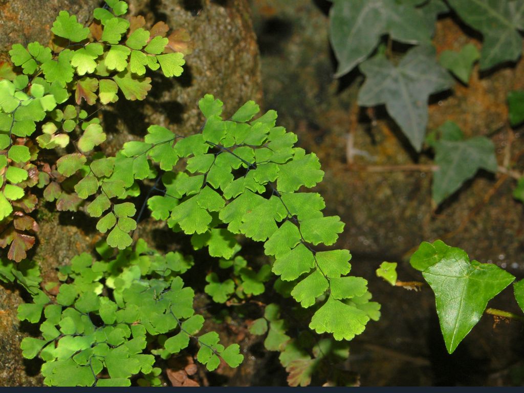 Adiantum capillus-veneris